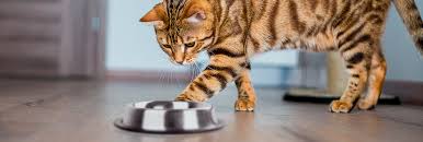 Que hacer cuando tu gato no quiere comer