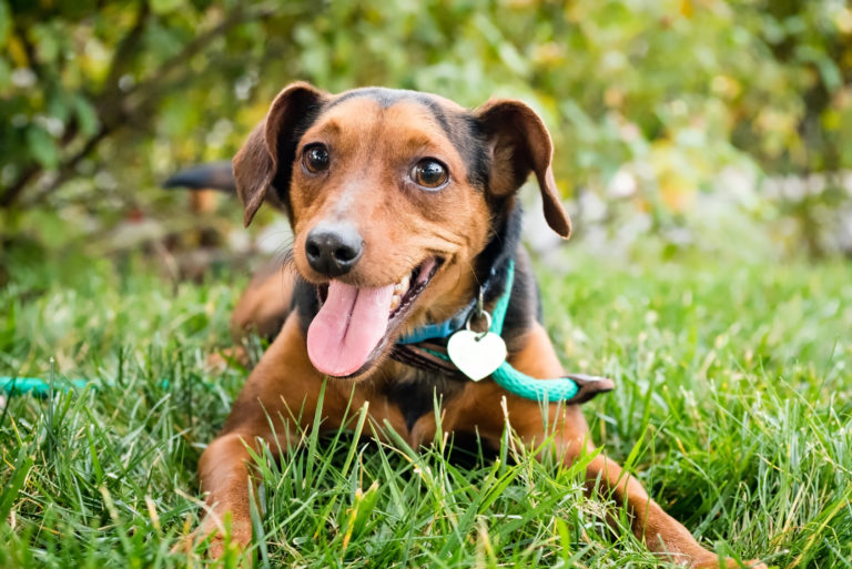 ¿Qué hago si mi perro tiene pulgas?