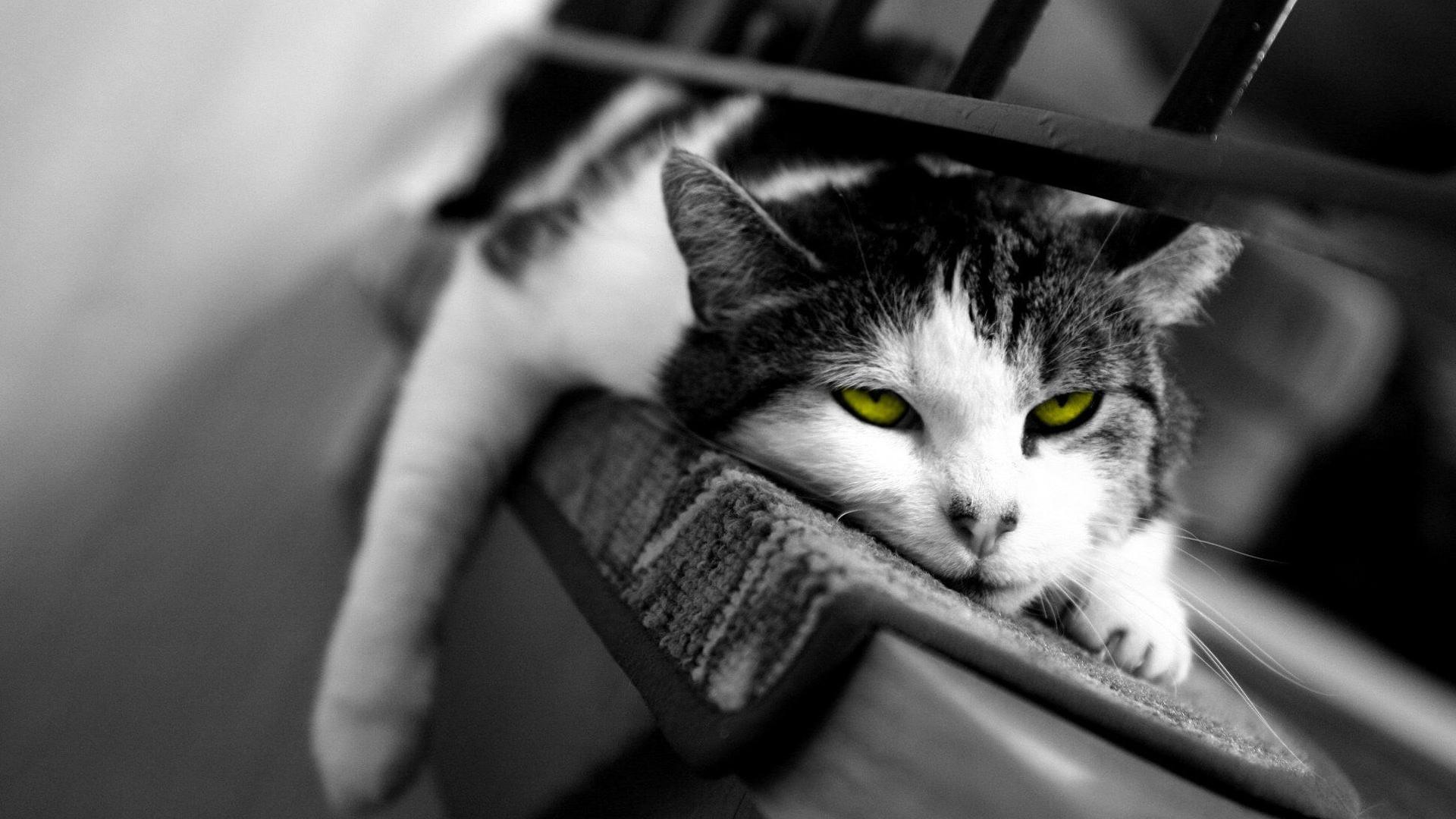 tipos de razas de gatos