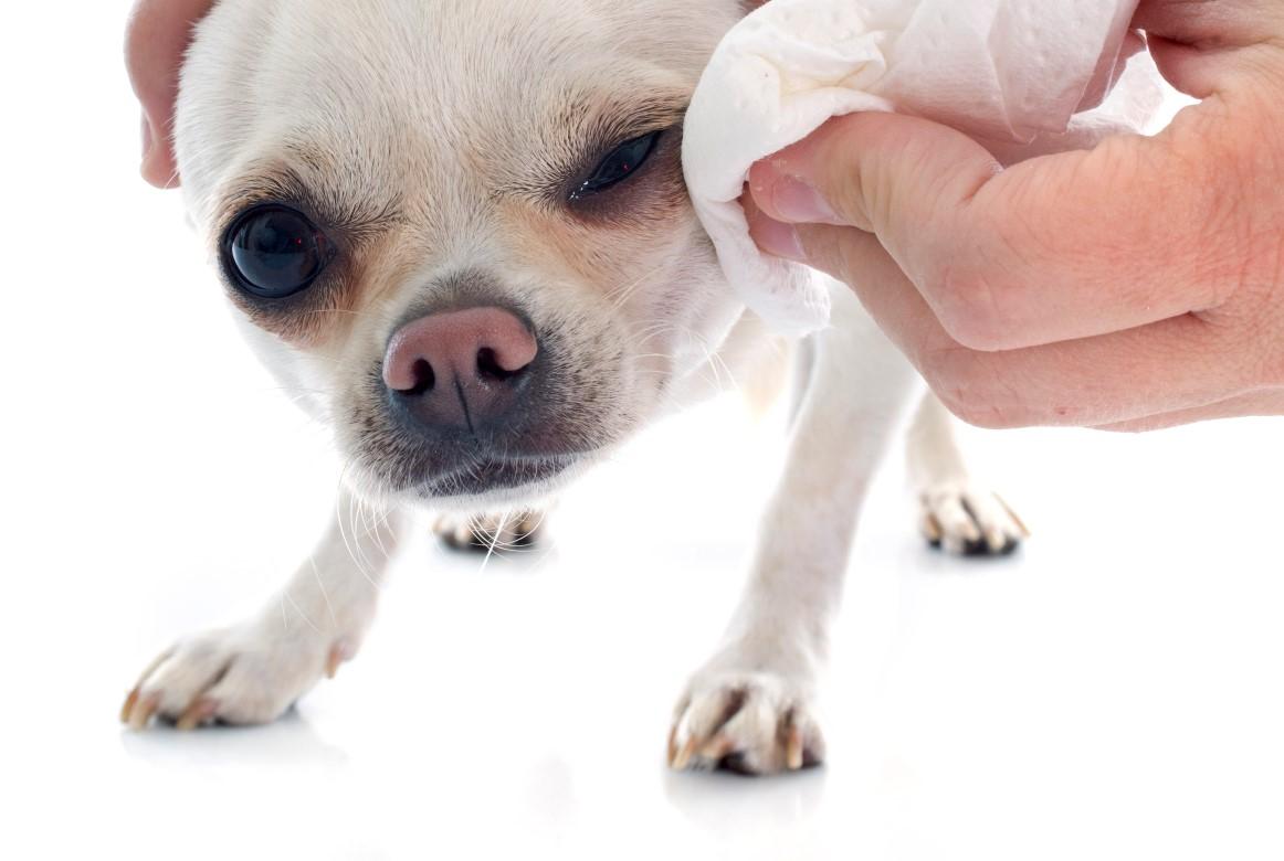 ¿ A los cuantos días abren los ojos los perros?