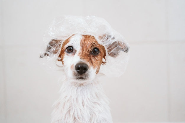 Beneficios De Una Buena Higiene Para Tu Perro