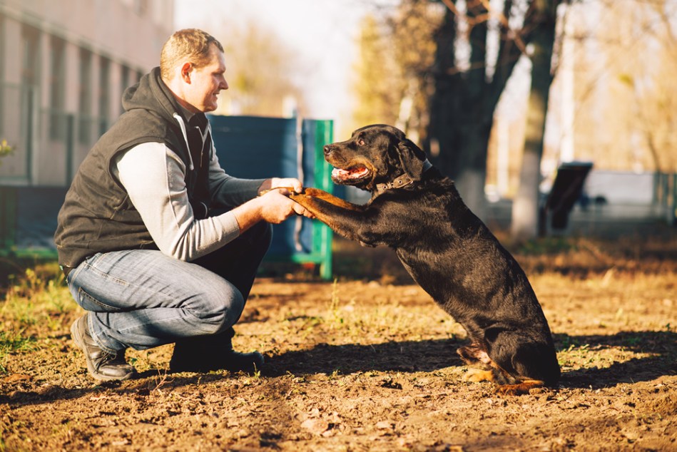 Consejos para entrenar a tu perro