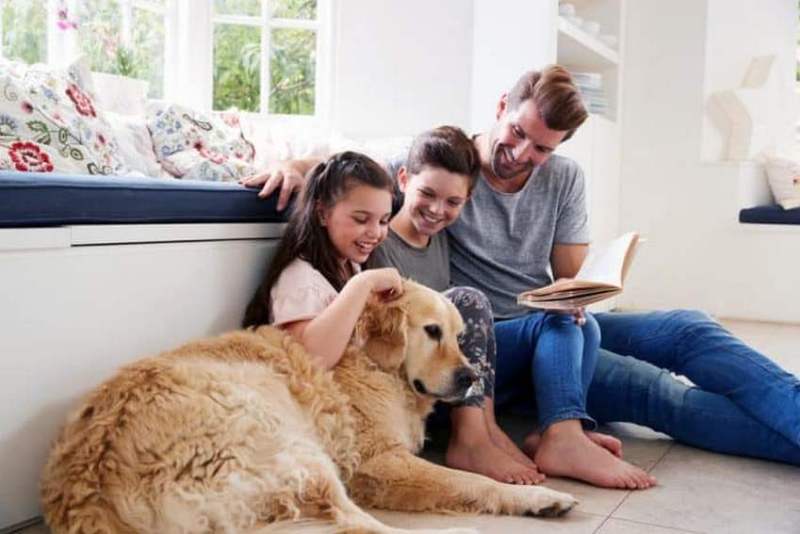 ¿Aburrido en casa? Prueba estos tres juegos con tu perro