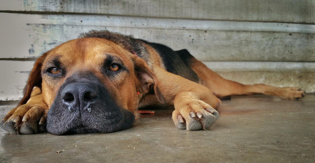 ¿Por qué les da moquillo a los perros?