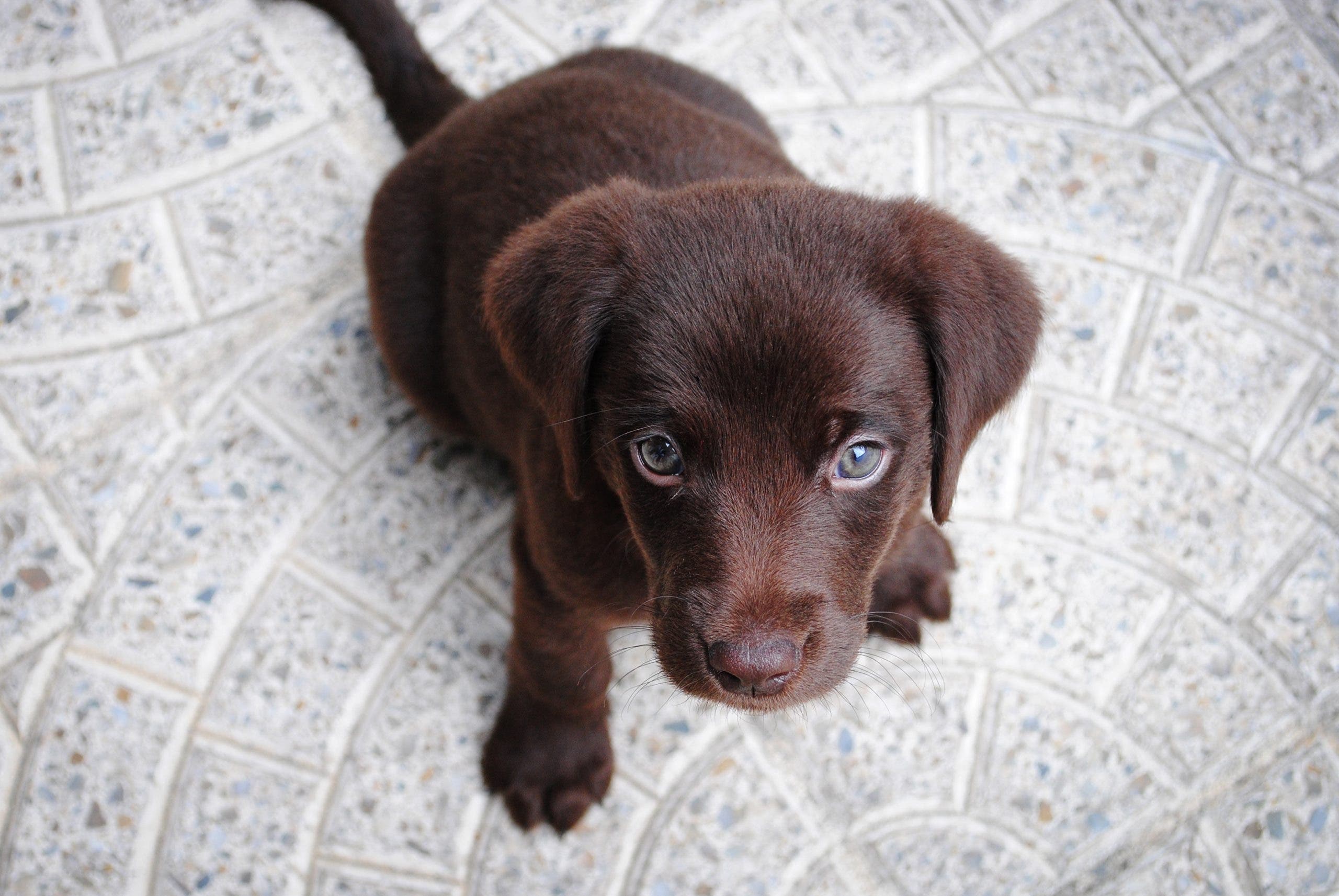 ¿Por qué a mi perro le dan miedo los cohetes?