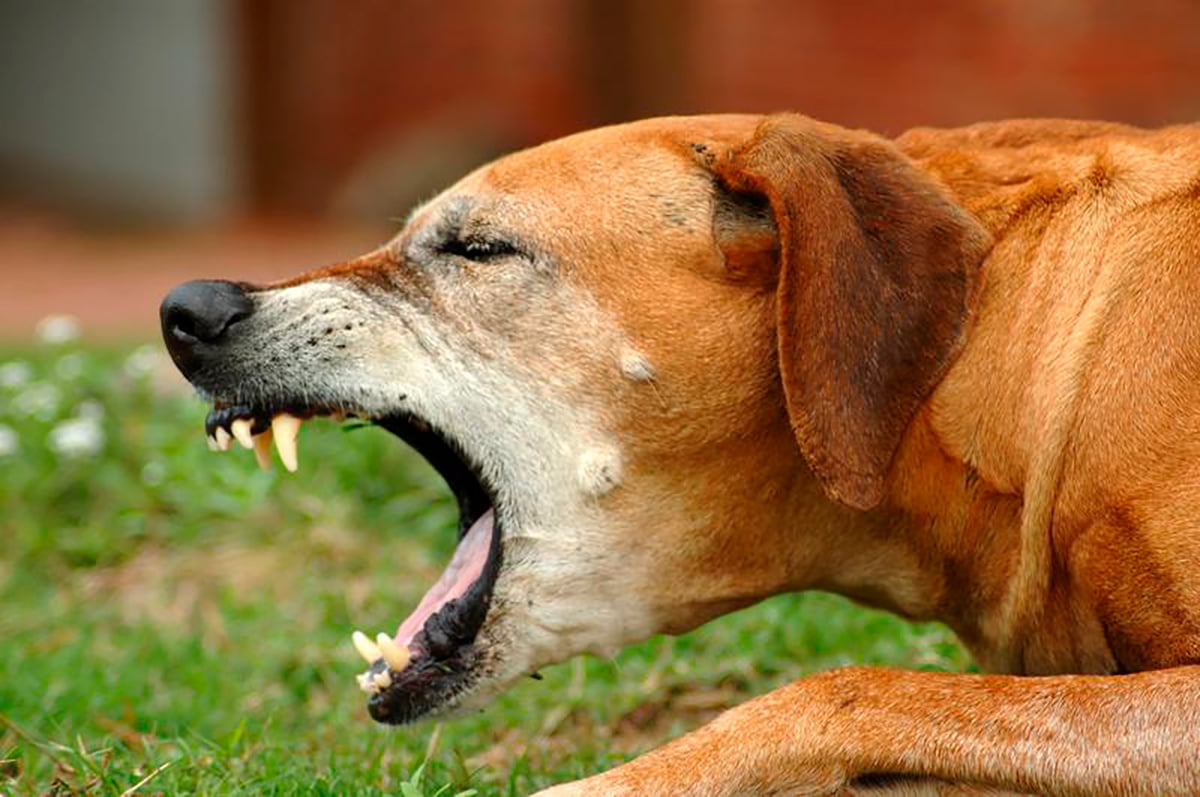 ¿Por qué mi perro vomita espuma blanca?
