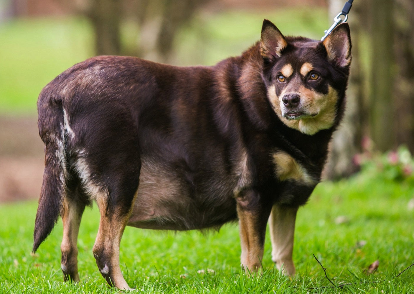 comida para perro para bajar de peso