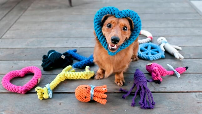 ¿Por qué tu perro prefiere un juguete a otro?