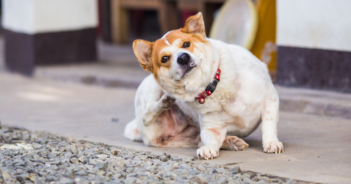 Cómo Desparasitar A Un Perro