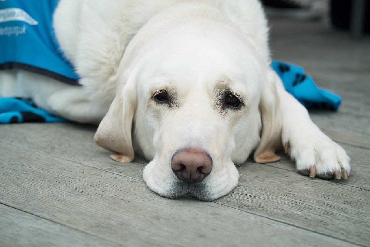 CÓMO CORTAR LAS UÑAS A UN PERRO