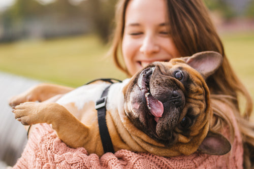 Beneficios de esterilizar a tu perro