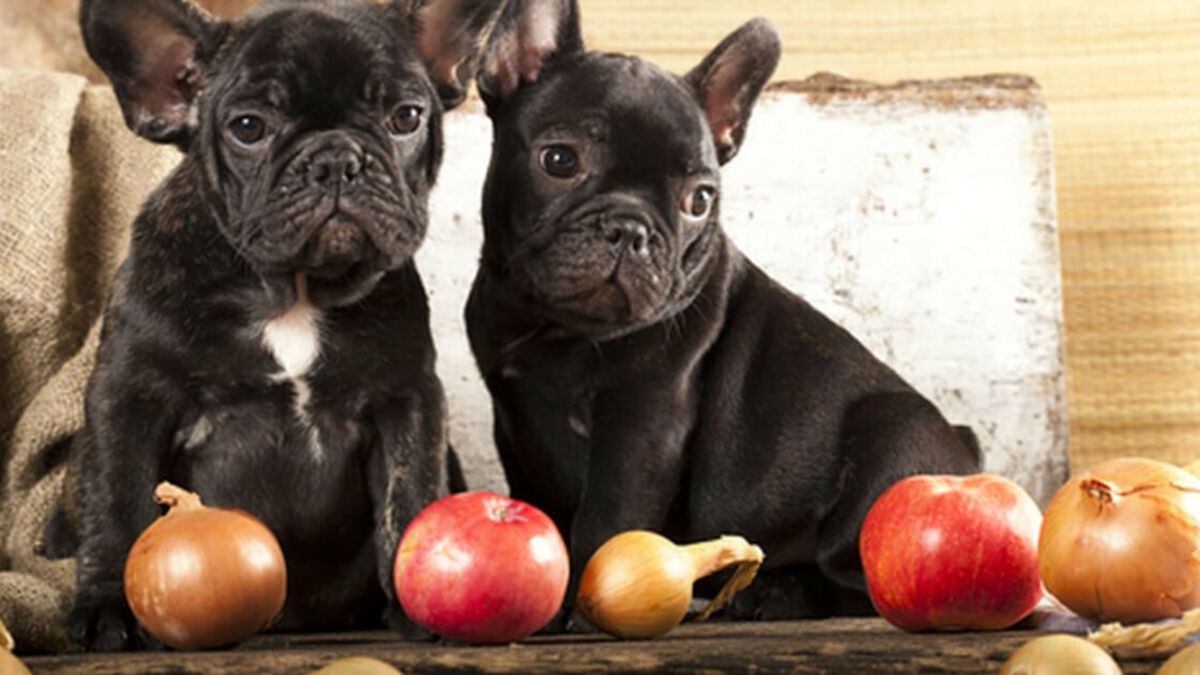 ¿Los perros pueden comer cebolla? 