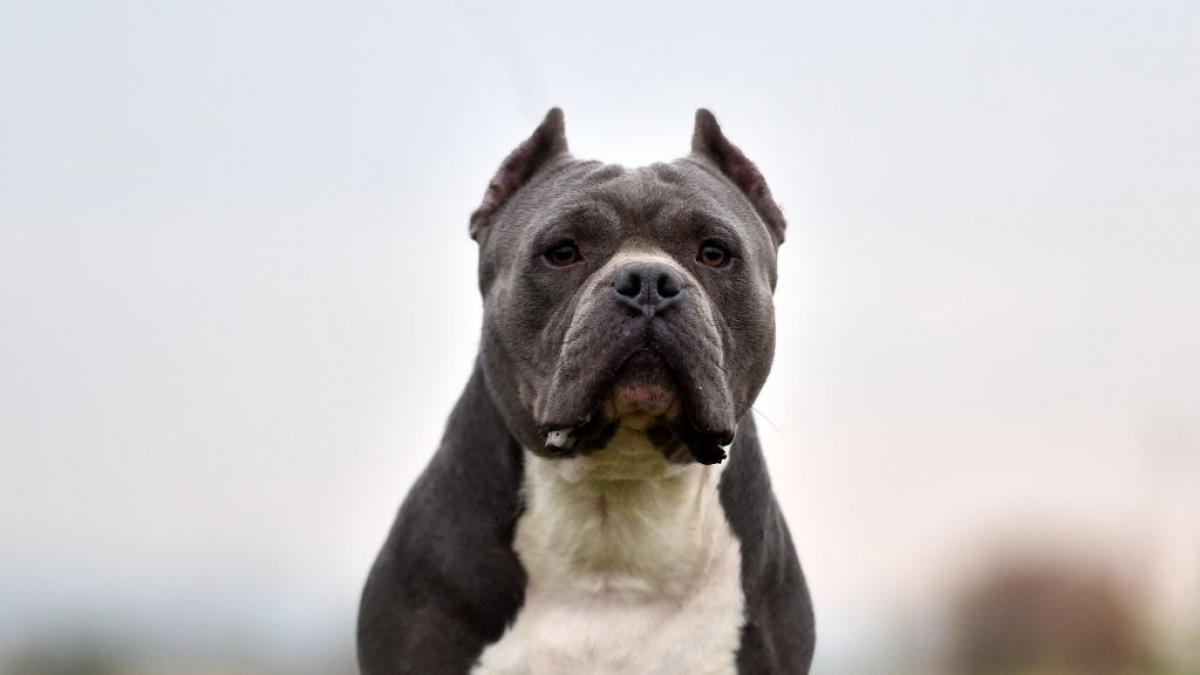 Cual perro es el mas fuerte?