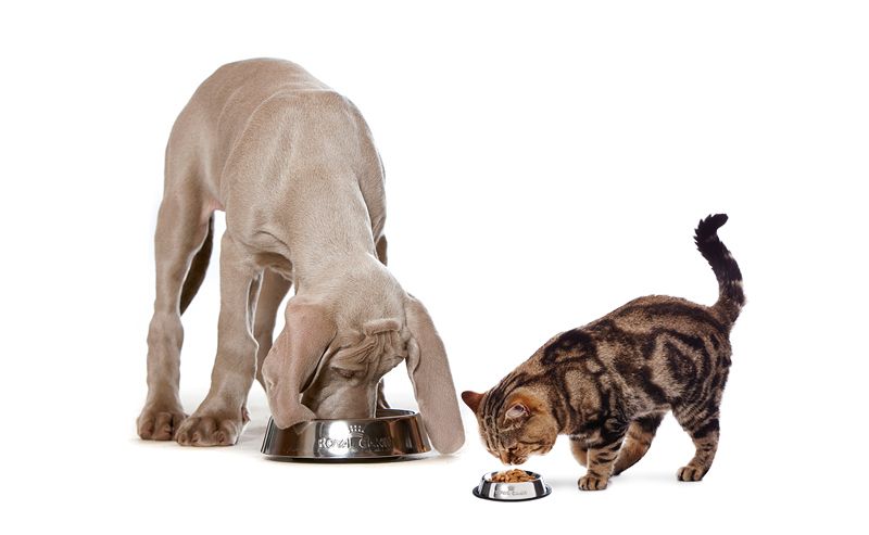 ¿Qué es el alimento holístico y como ayuda a mi perro?