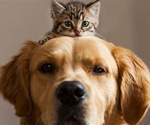PERROS VS GATOS ¿CUÁL ES MEJOR?