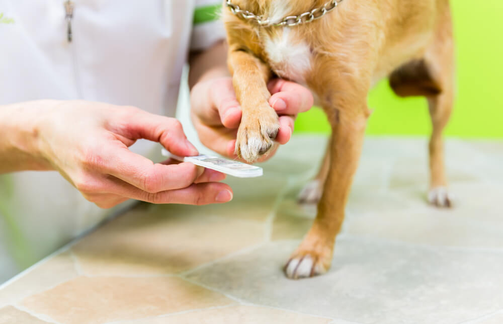 ¿Por qué es importante cortar las uñas de tu perro?