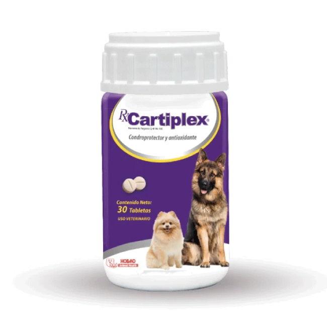 vitaminas para perros adultos