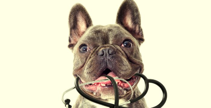 farmacia canina