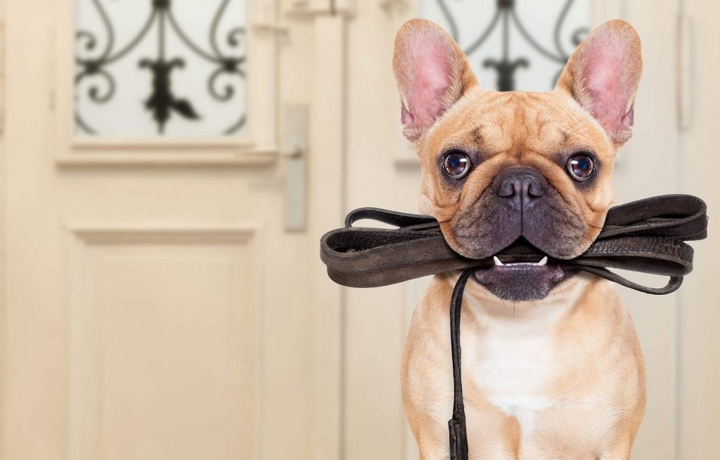 Correas, collares para perro 