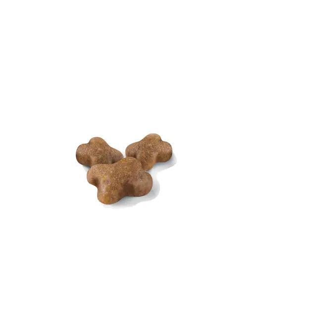 Royal Canin Kitten - Alimento para Gato Cachorro