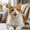 Gato Sonriendo