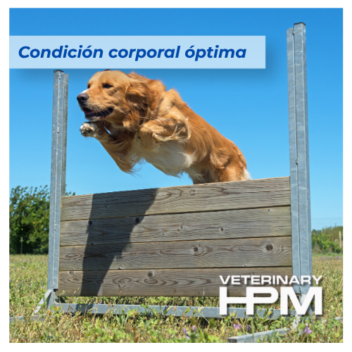 Condición corporal óptima