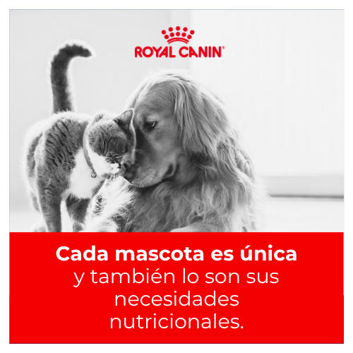 Cada mascota es única