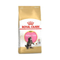 Royal Canin | Maine Coon Kitten 1.37 Kg