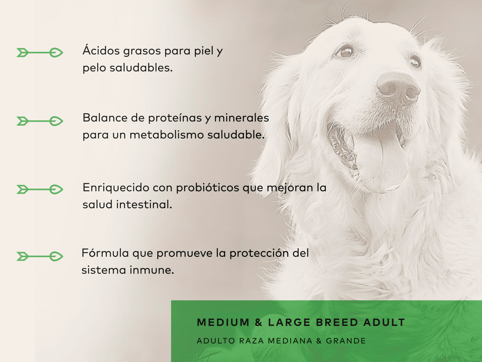 Back 2 Nature Adulto Razas Medianas y Grandes - Alimento Holistico para Perro, perro, Back 2 Nature, Mister Mascotas