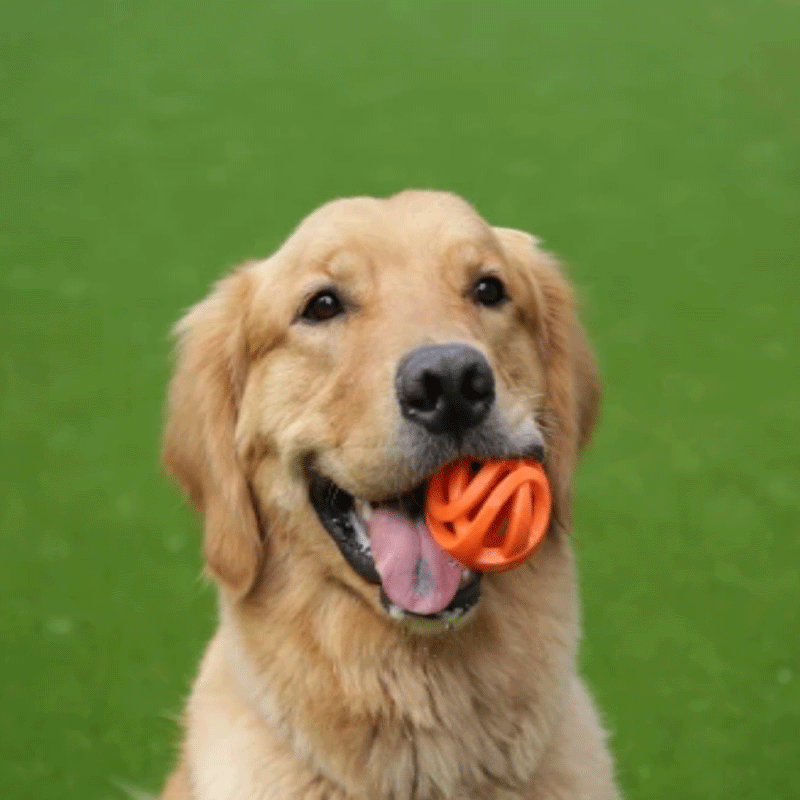 Pelotas para Perros Chuckit! Air Fetch Ball