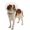 Collar Isabelino Para Perro / Gato con Broche
