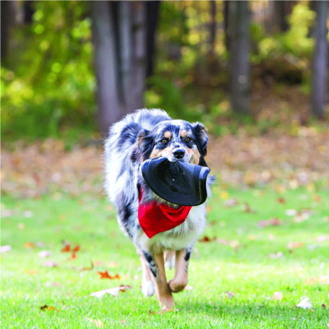 disco volador para perros