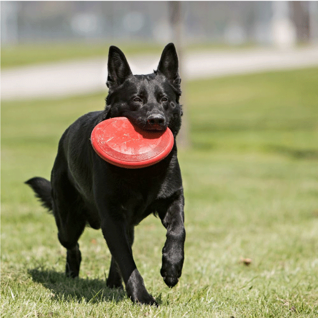 frisbee para perros